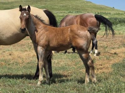 Fangorn Bartender JW<BR>AQHA 6420085